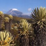 COL-RAO-EjeCafetero-PNNevados-Tolima-JCG-274